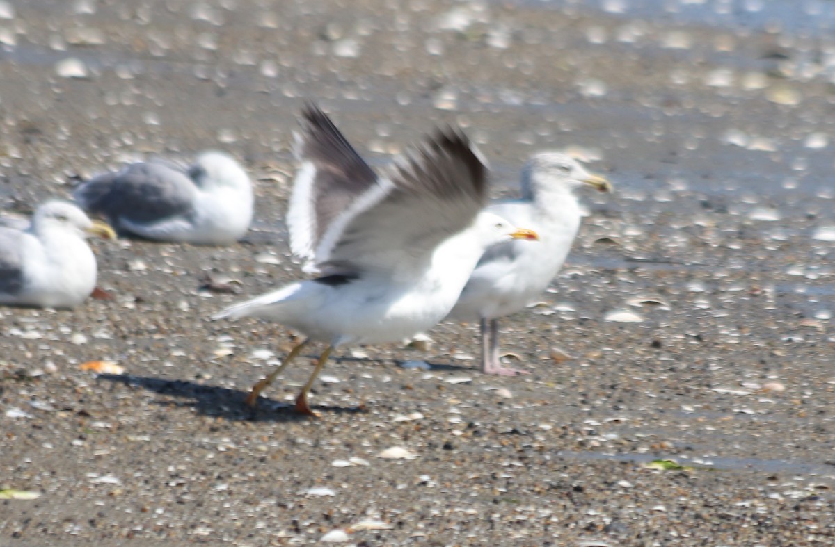 Gaviota Sombría - ML623796025