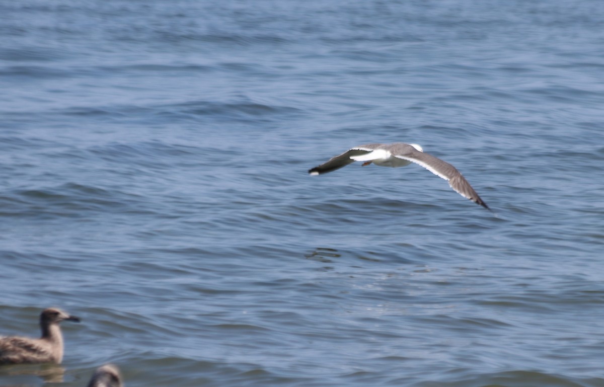 Gaviota Sombría - ML623796027