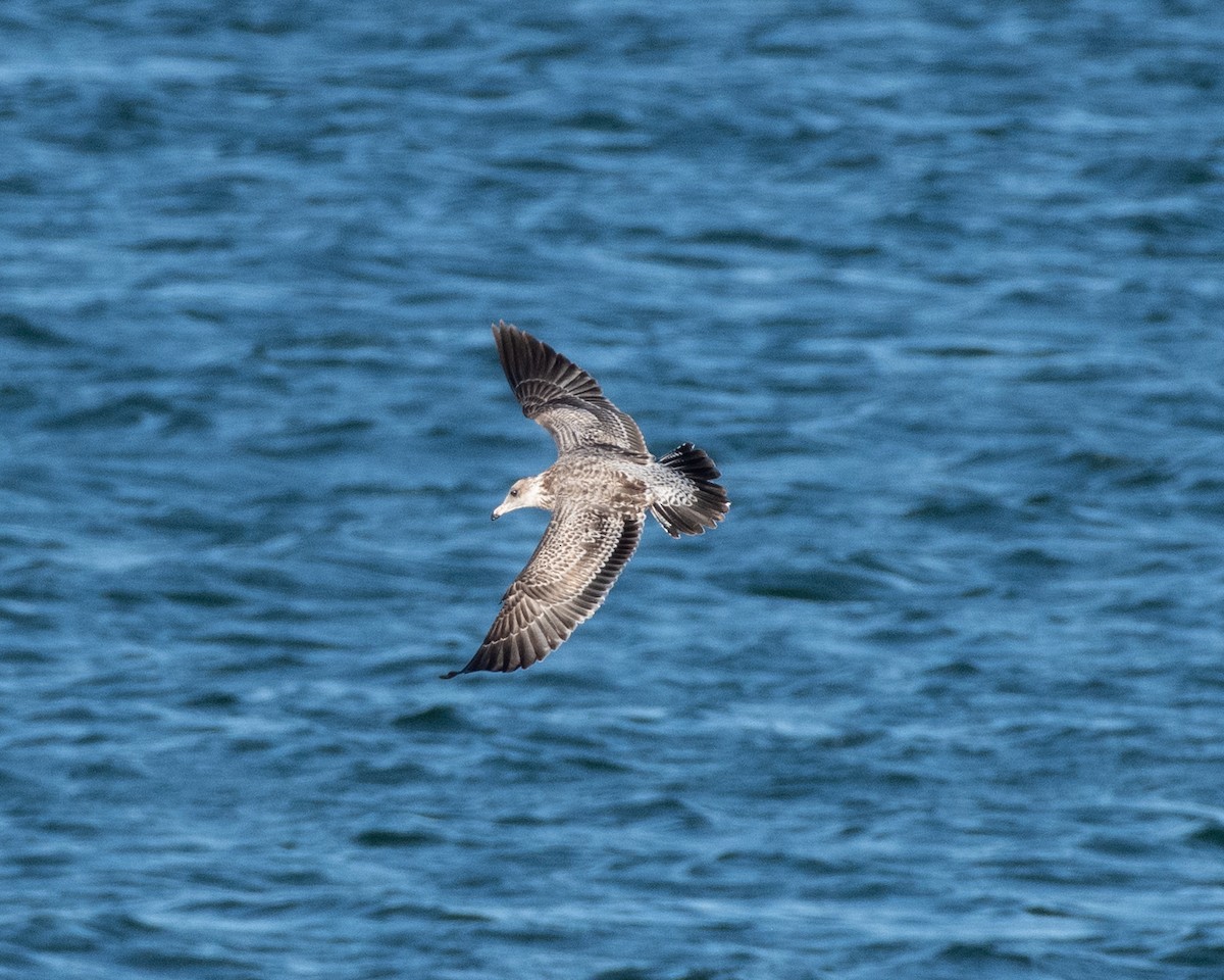 California Gull - ML623796040