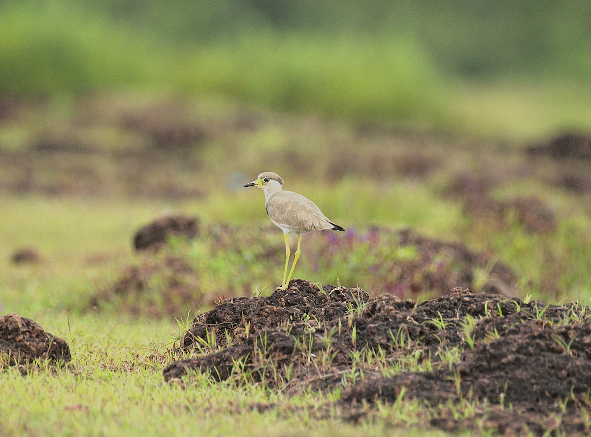 Yellow-wattled Lapwing - ML623796055