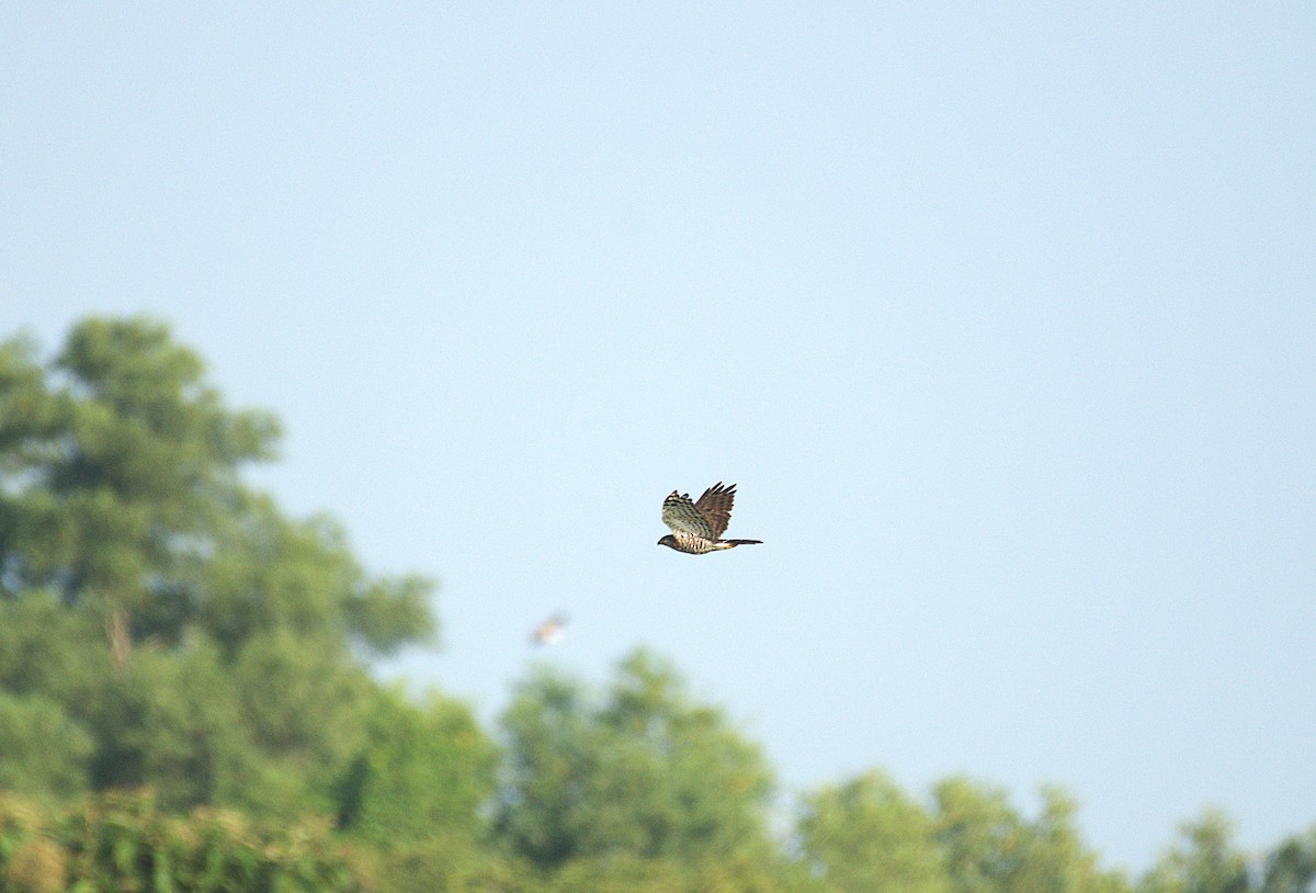 Crested Goshawk - ML623796058