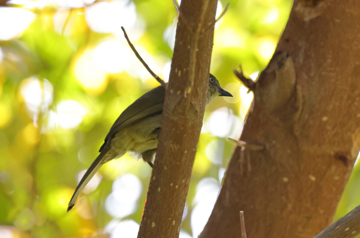 Sombre Greenbul - David Disher