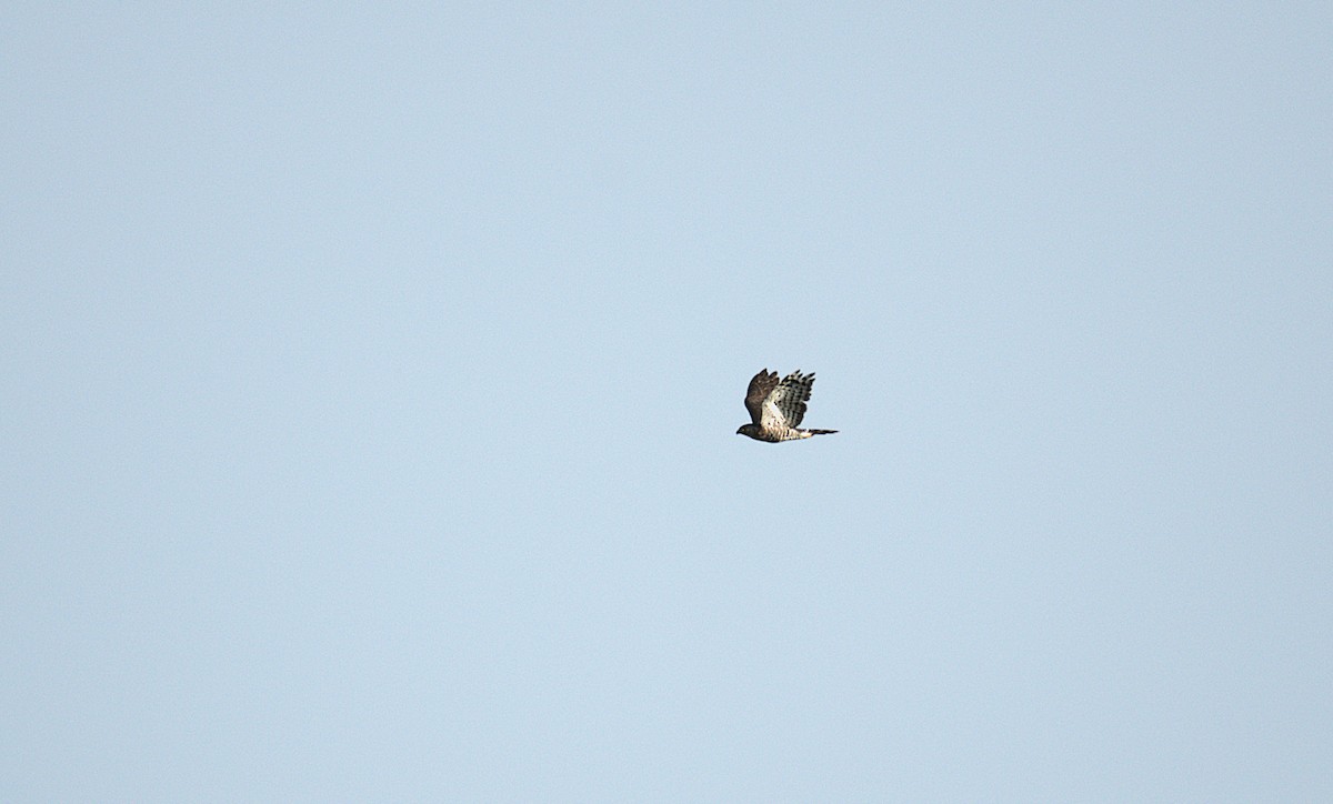 Crested Goshawk - ML623796063