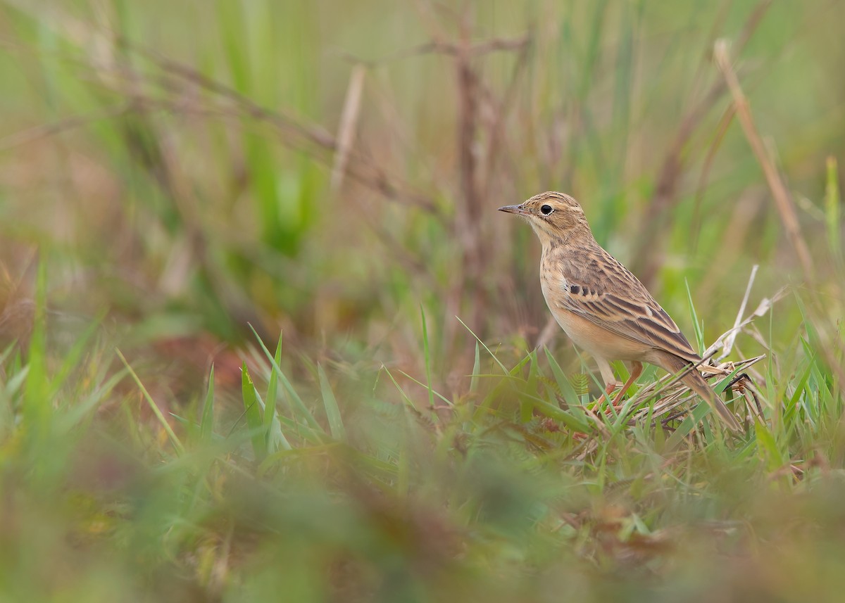 Blyth's Pipit - Ayuwat Jearwattanakanok