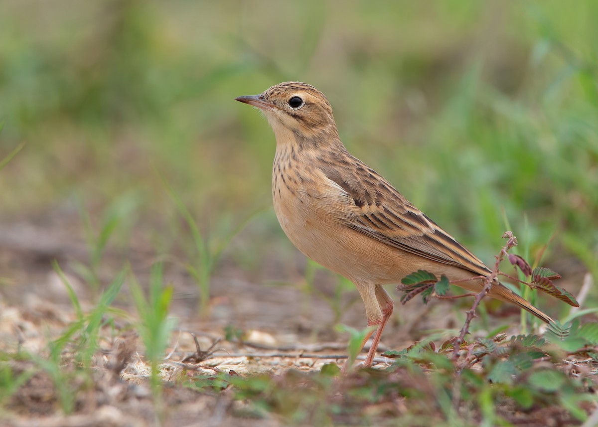 Blyth's Pipit - ML623796102