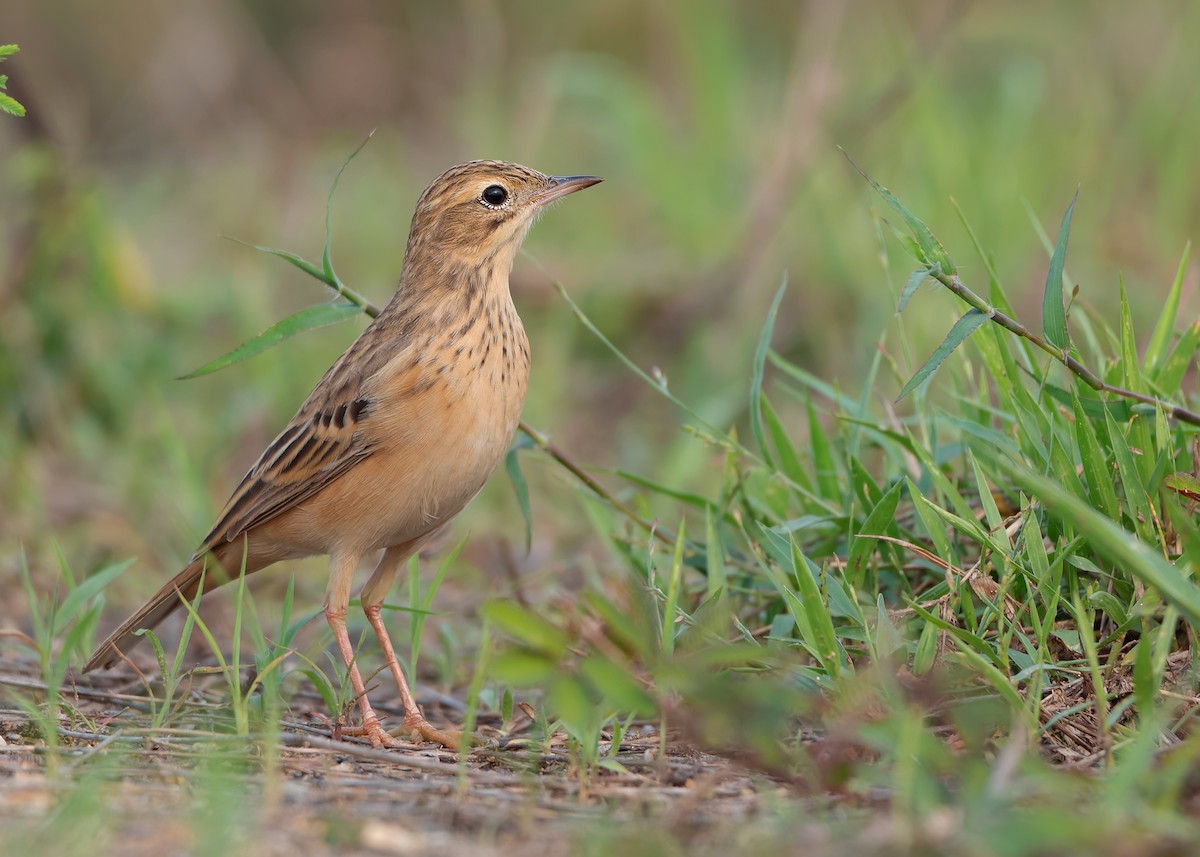 Blyth's Pipit - ML623796103