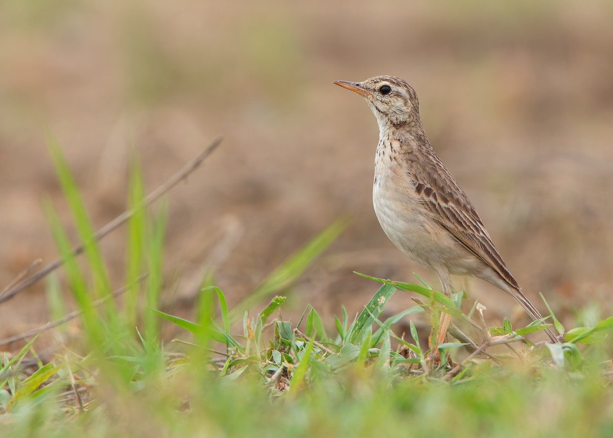 Paddyfield Pipit - ML623796119