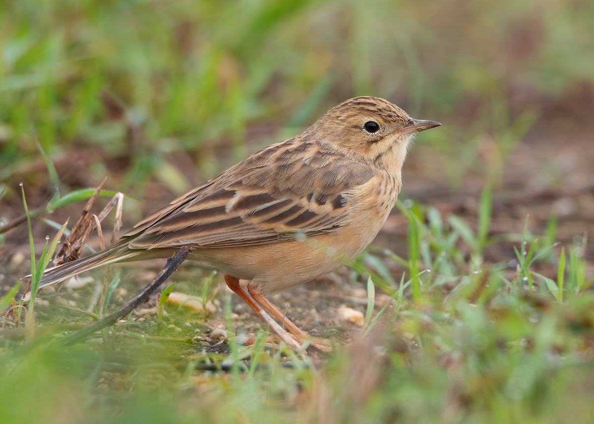 Blyth's Pipit - ML623796122