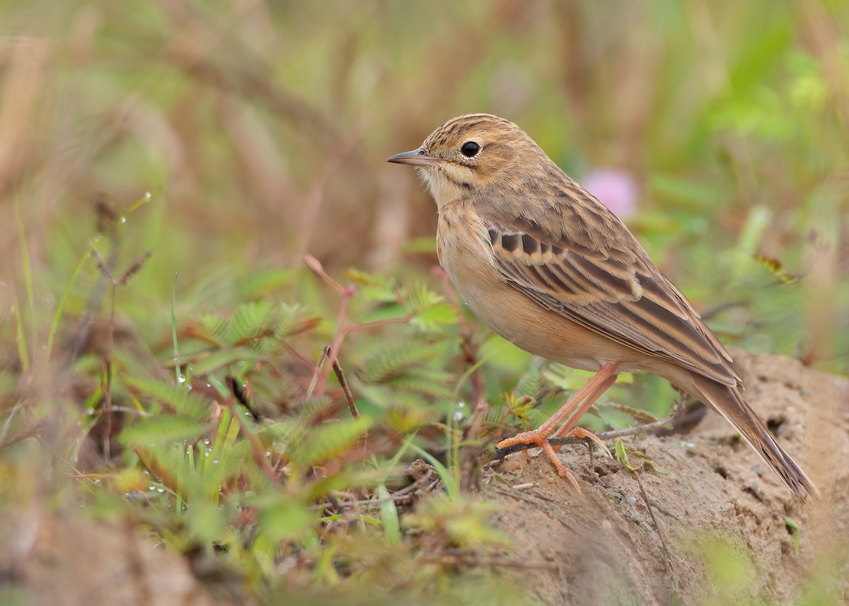 Blyth's Pipit - Ayuwat Jearwattanakanok