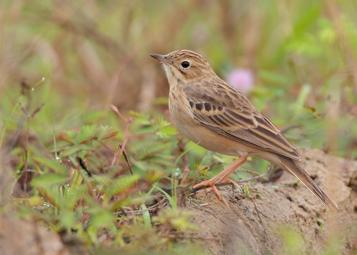 Blyth's Pipit - ML623796124