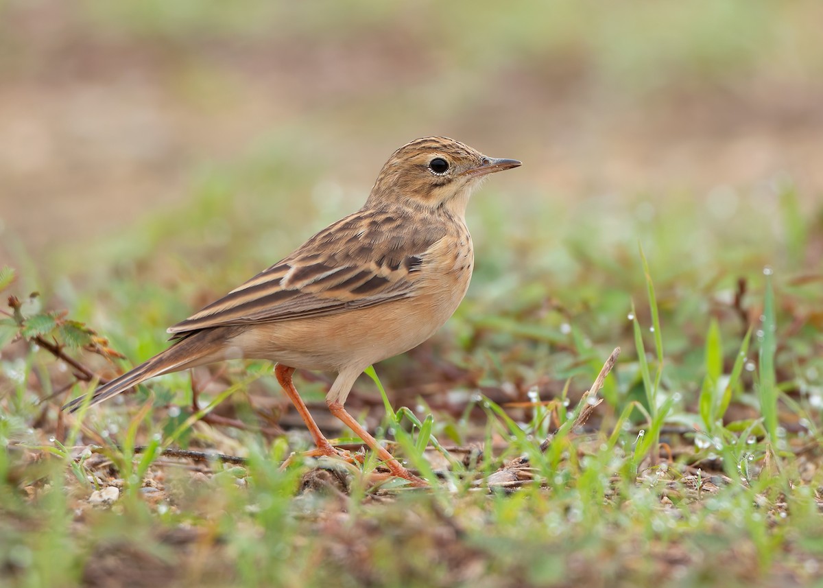 Blyth's Pipit - ML623796125