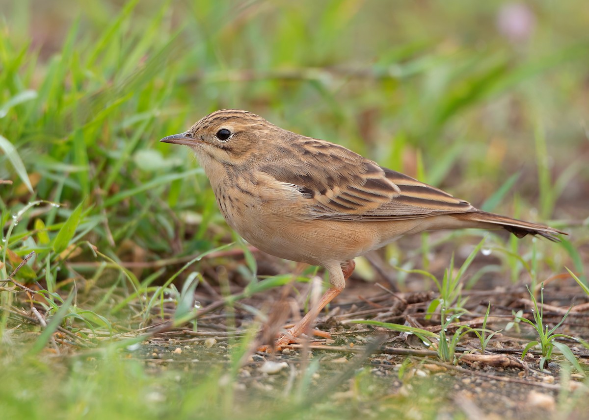 Blyth's Pipit - ML623796126