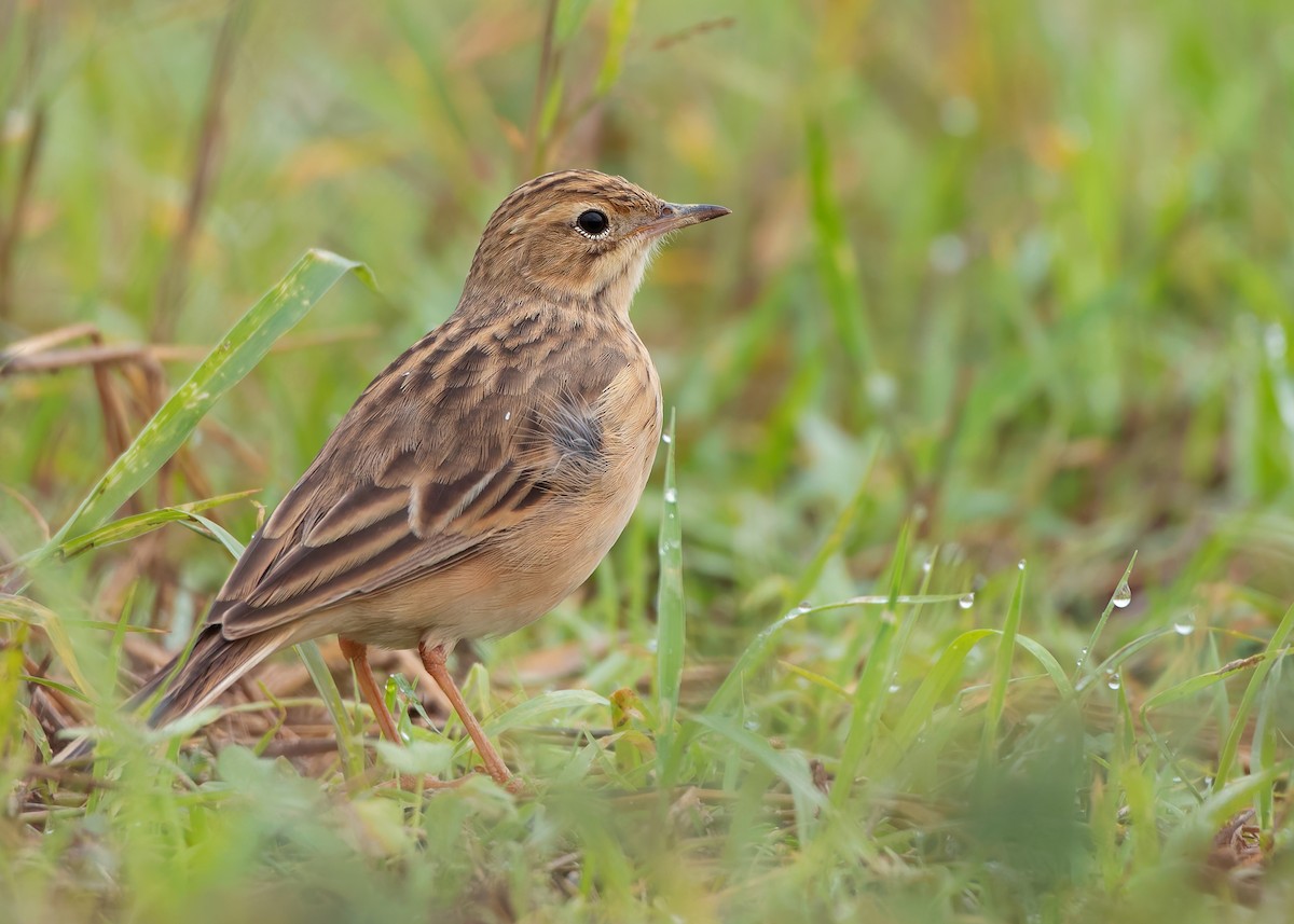 Blyth's Pipit - ML623796127