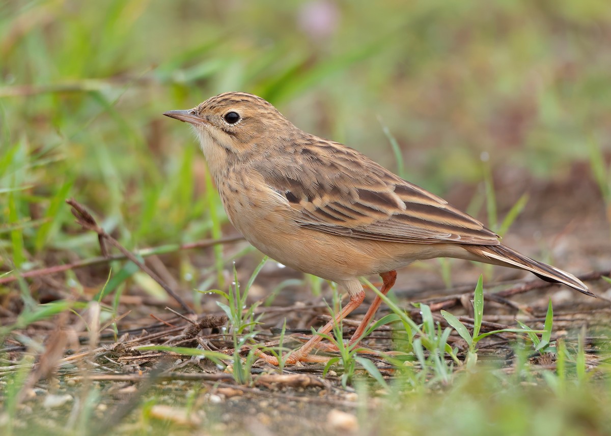 Blyth's Pipit - ML623796128