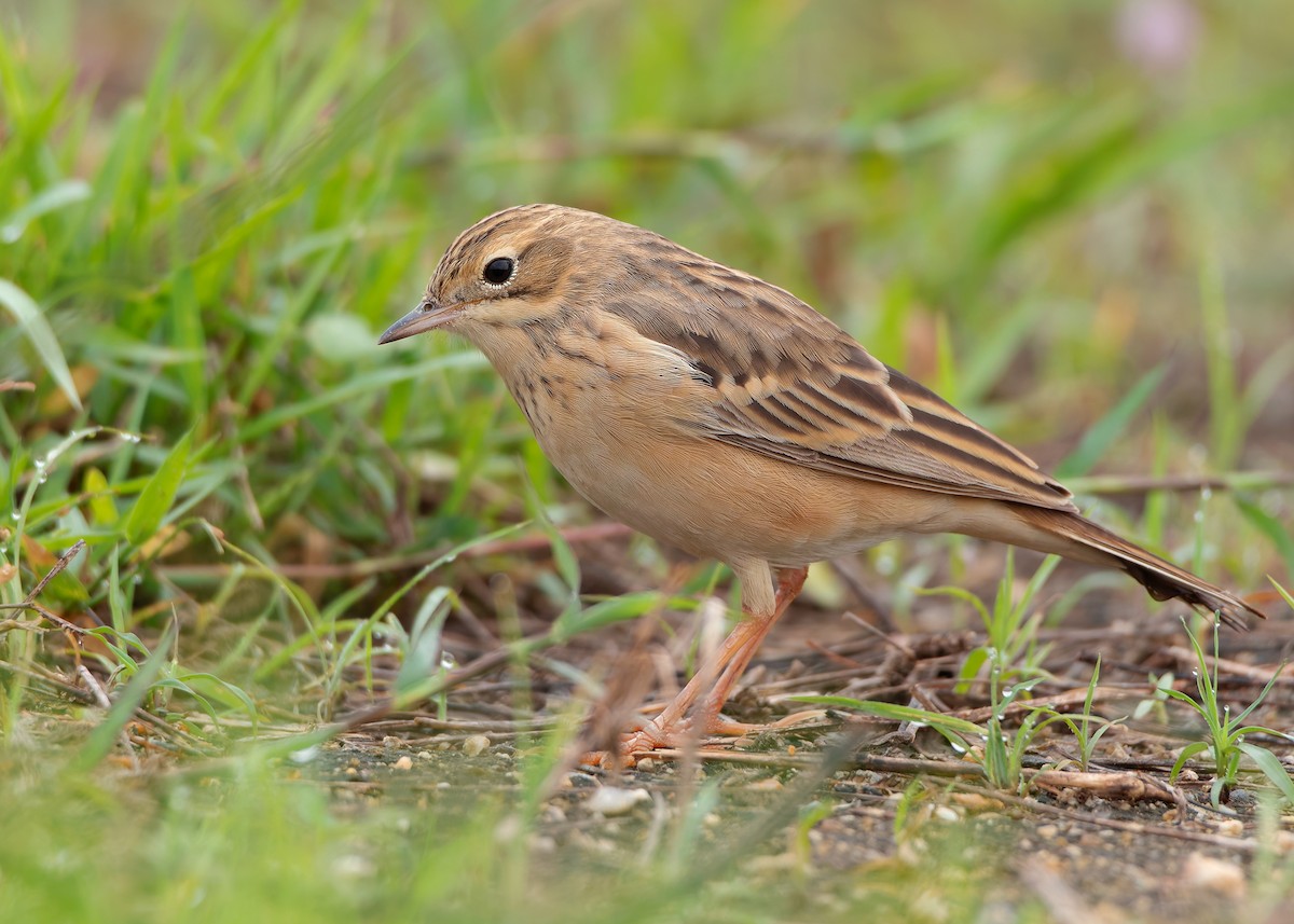 Blyth's Pipit - ML623796129