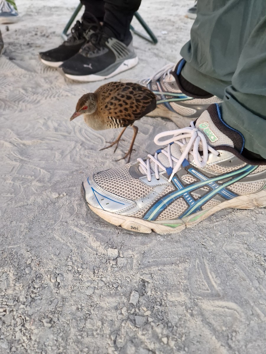 African Crake - ML623796138