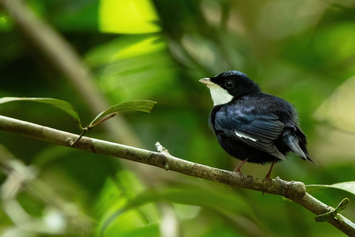 White-throated Manakin - ML623796139