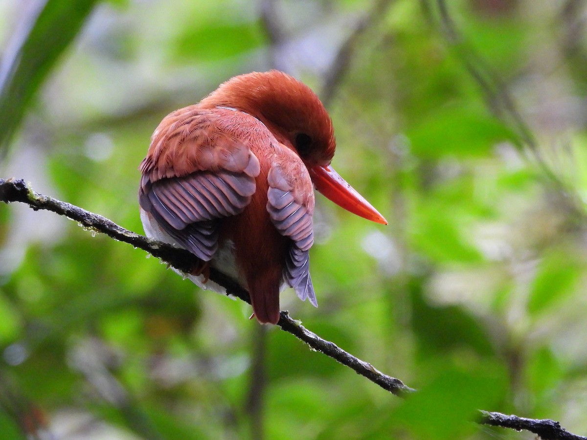 Madagascar Pygmy Kingfisher - ML623796140