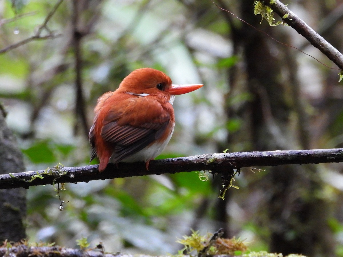 Madagascar Pygmy Kingfisher - ML623796141