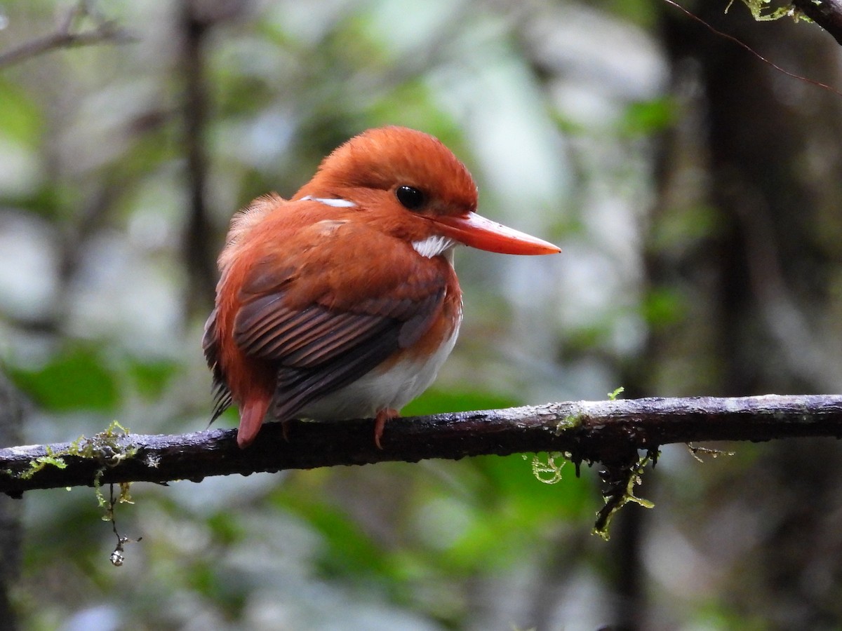 Madagascar Pygmy Kingfisher - ML623796142