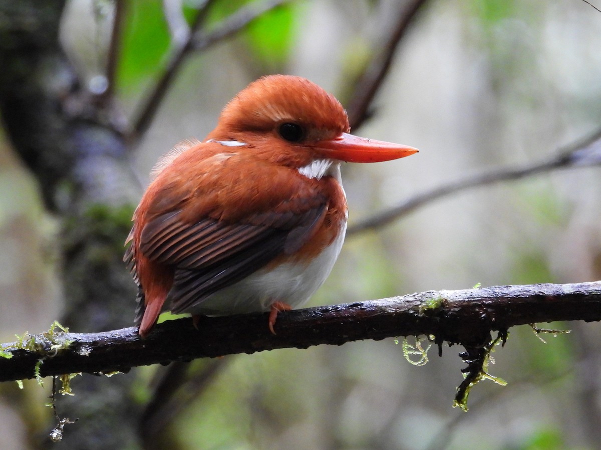 Madagascar Pygmy Kingfisher - ML623796143