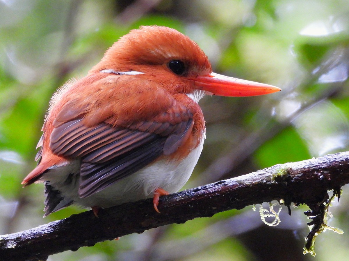 Madagascar Pygmy Kingfisher - ML623796144