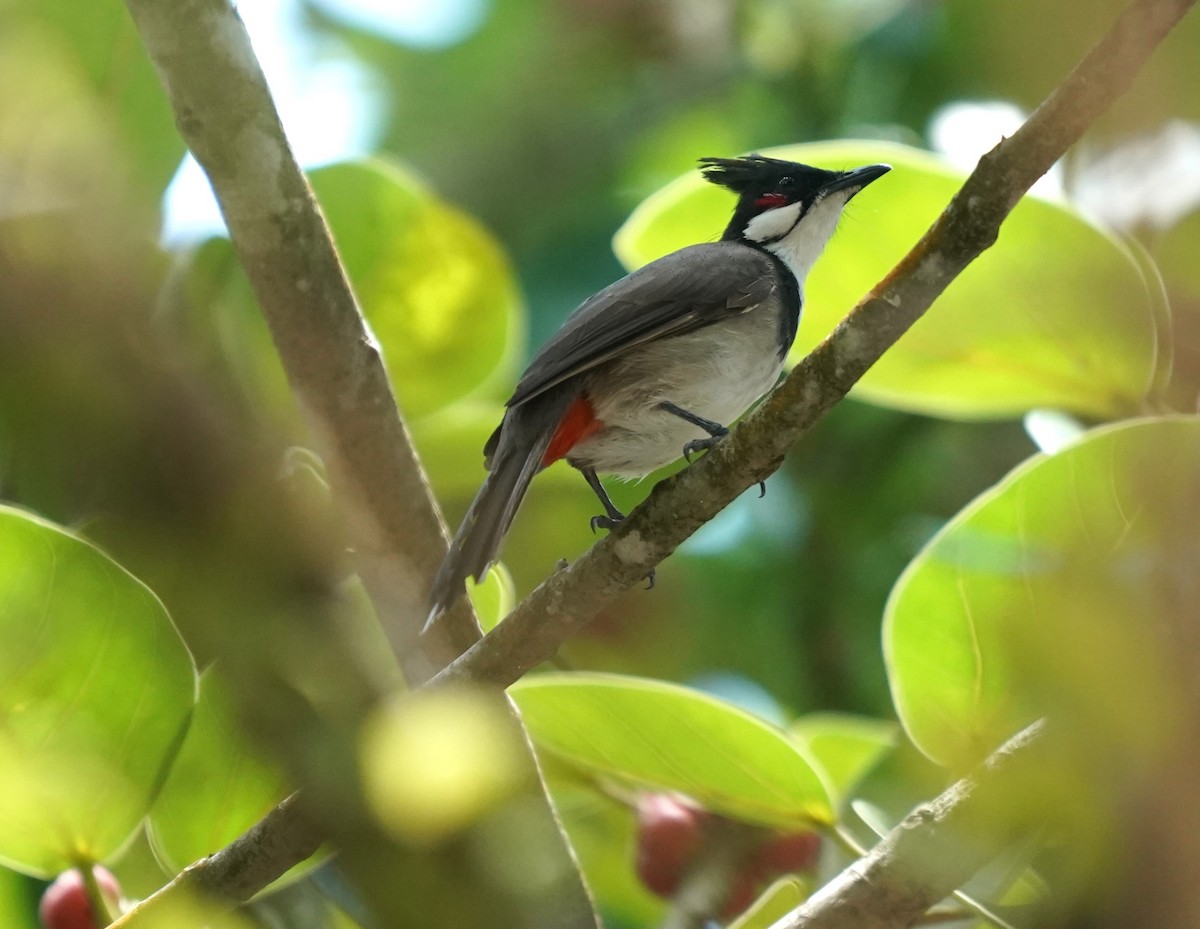 Red-whiskered Bulbul - Keng Keok Neo