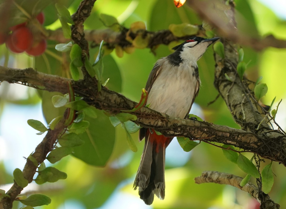 bulbul červenouchý - ML623796167