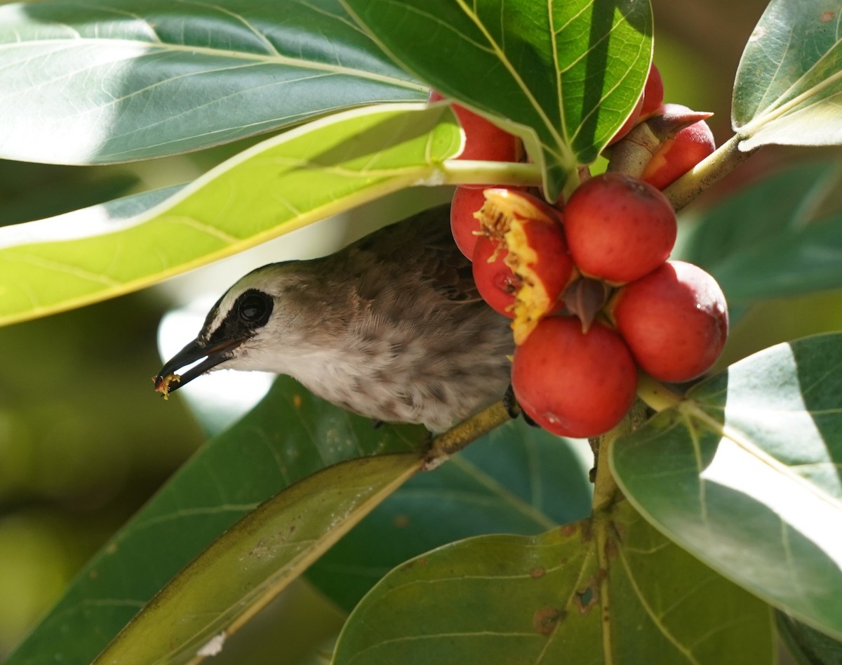 Yellow-vented Bulbul - ML623796174