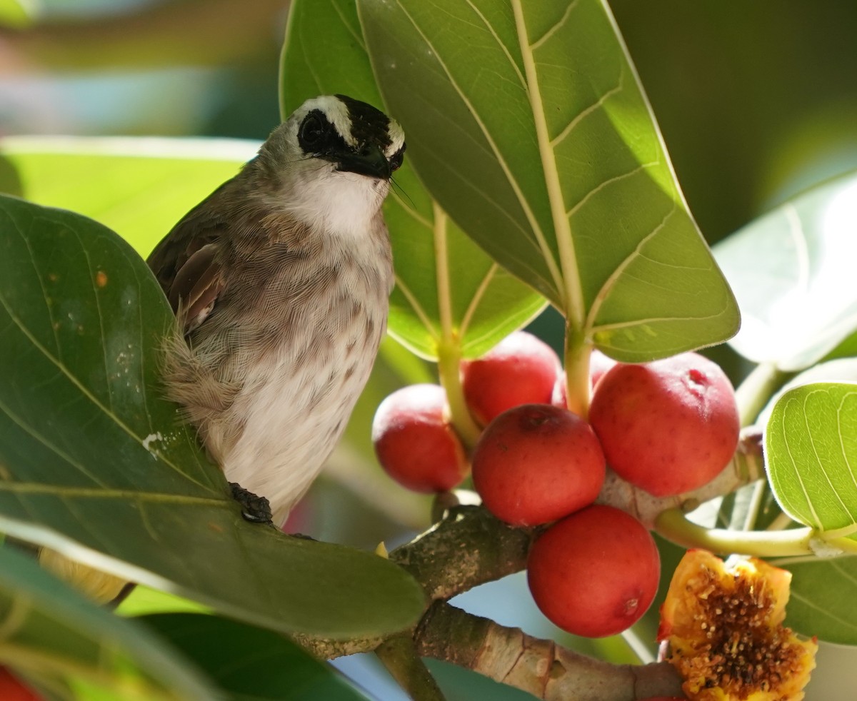 Yellow-vented Bulbul - ML623796175