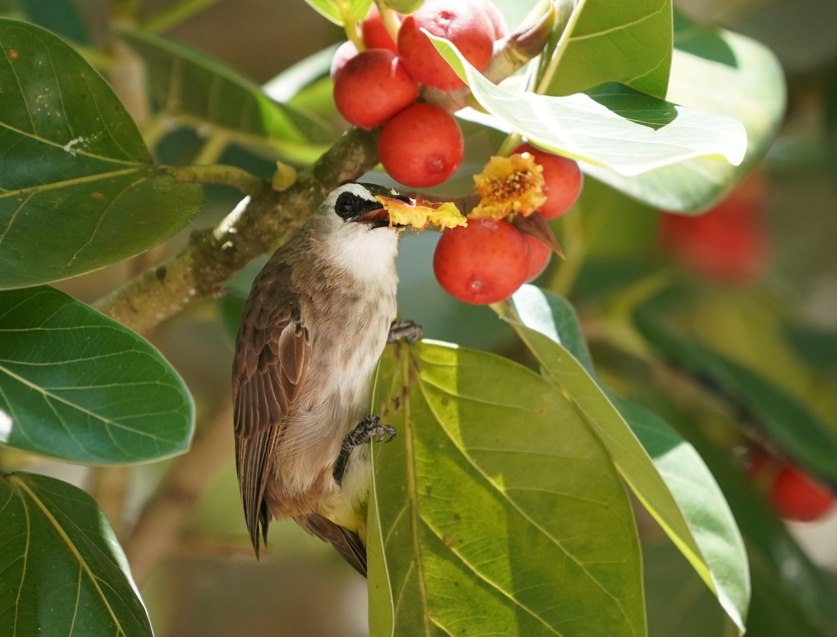 Yellow-vented Bulbul - ML623796176