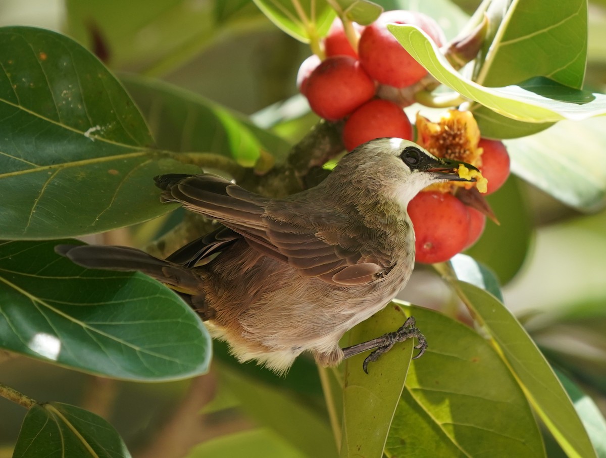 Yellow-vented Bulbul - ML623796177