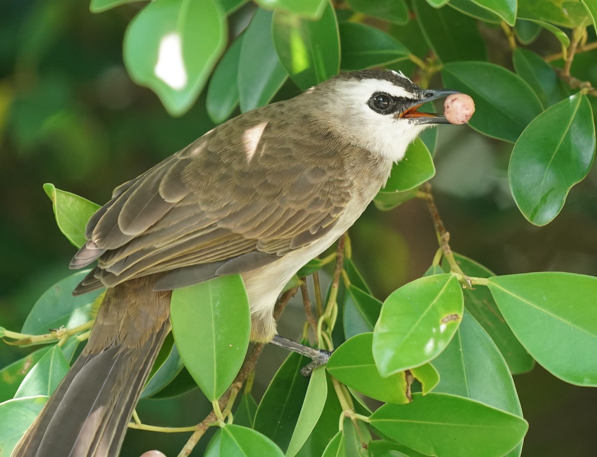 Yellow-vented Bulbul - ML623796178