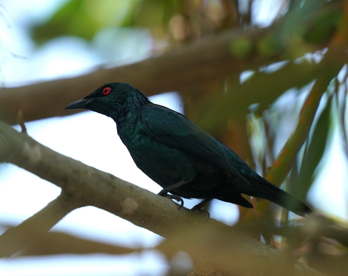 Asian Glossy Starling - ML623796186