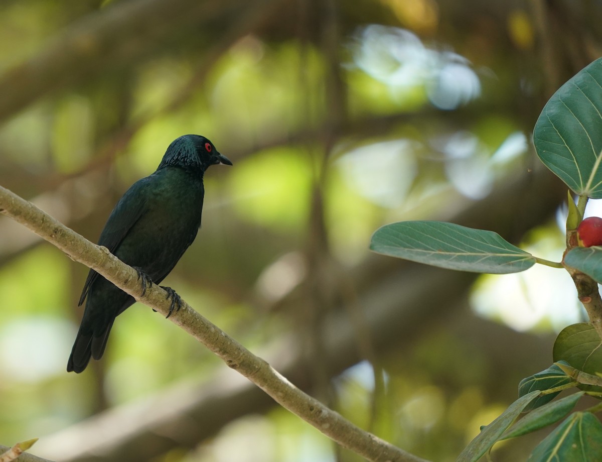 Asian Glossy Starling - ML623796187