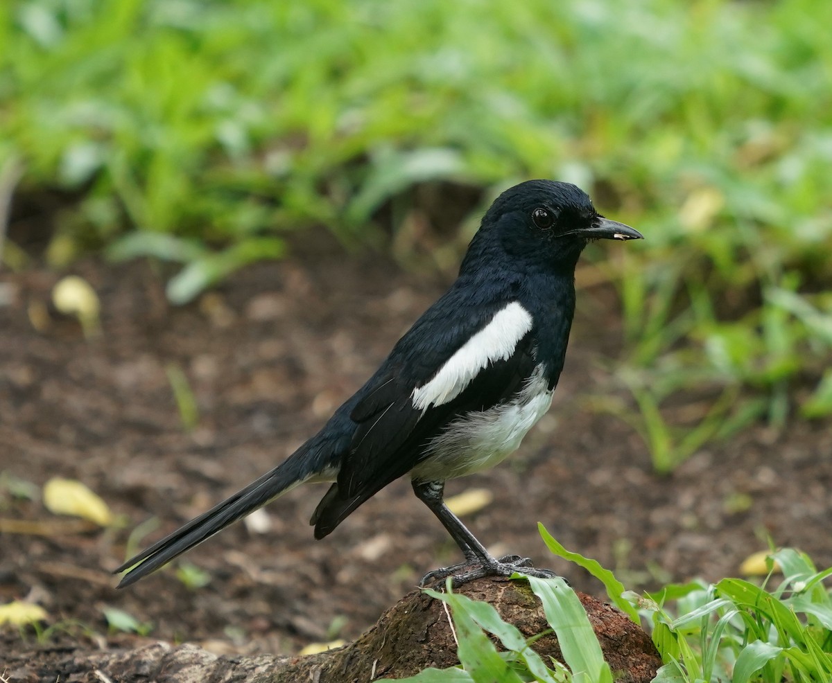 Oriental Magpie-Robin - ML623796197