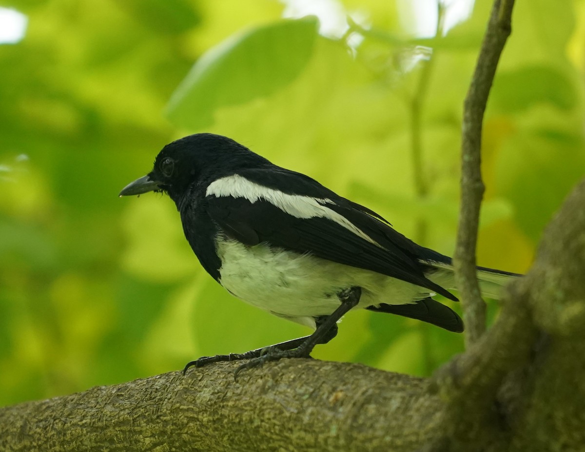 Oriental Magpie-Robin - ML623796198