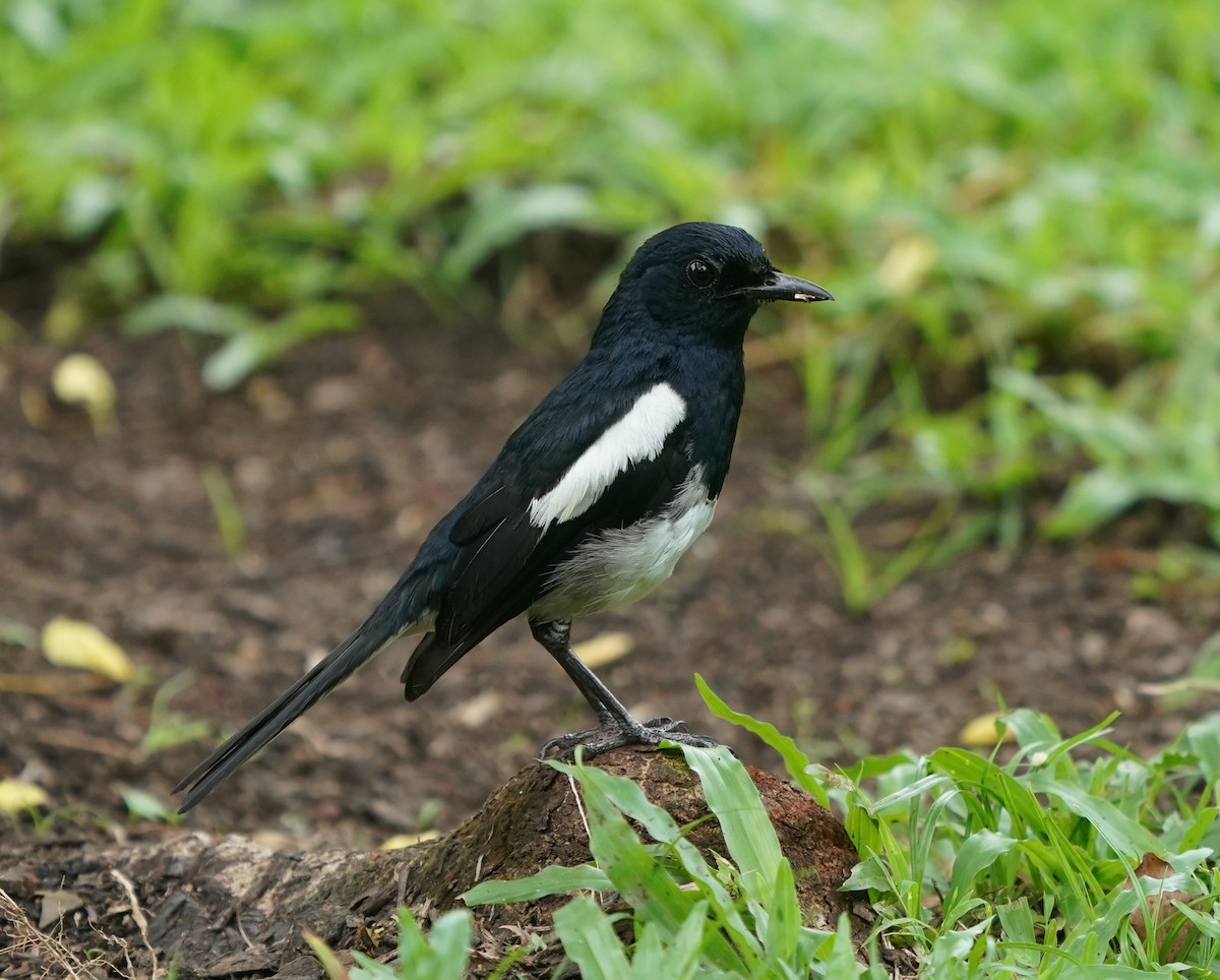 Oriental Magpie-Robin - ML623796199