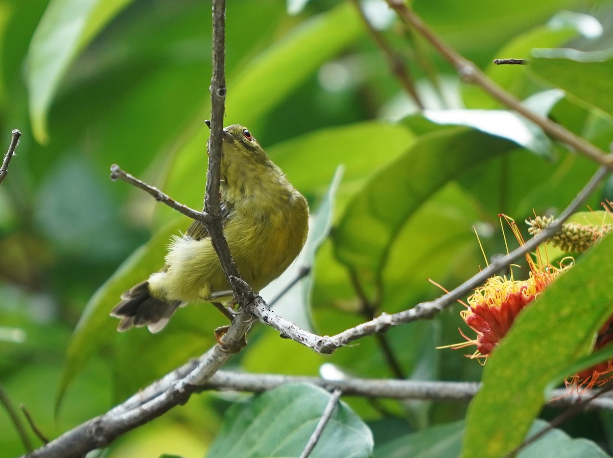 Brown-throated Sunbird - ML623796206