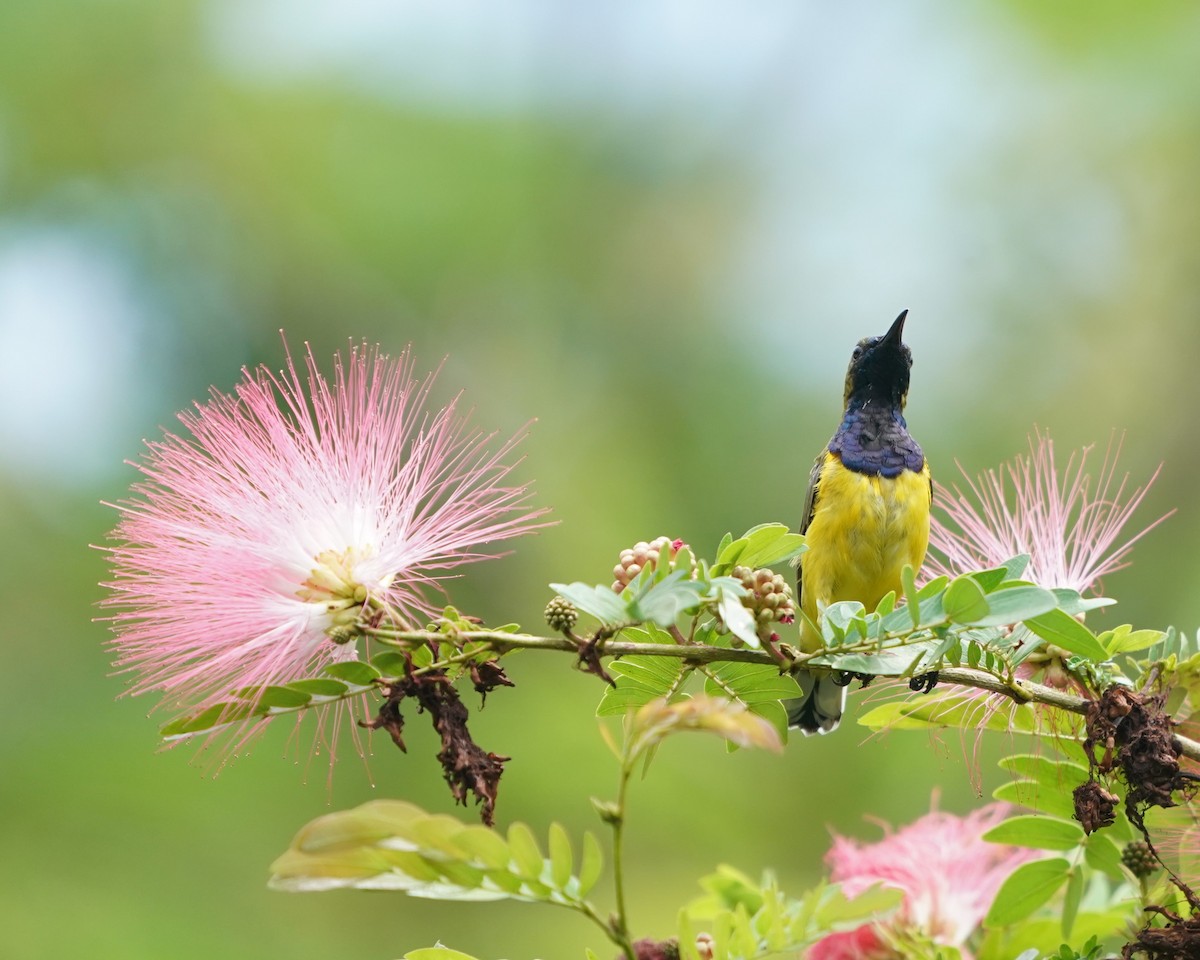 Ornate Sunbird - ML623796215