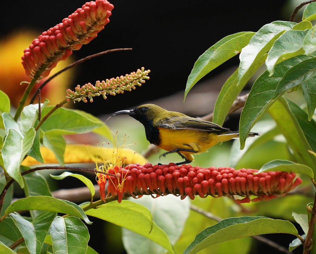 Ornate Sunbird - ML623796216