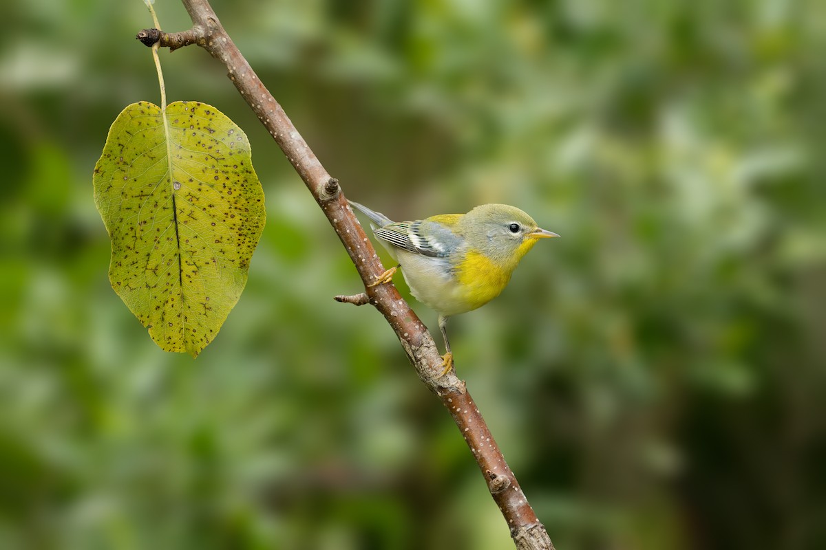 Northern Parula - ML623796221