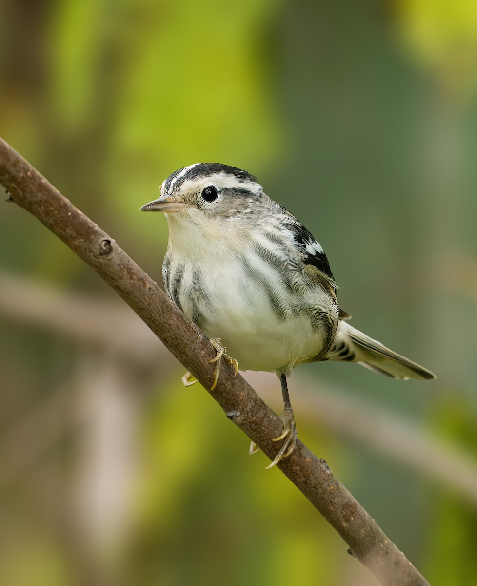 Black-and-white Warbler - ML623796223