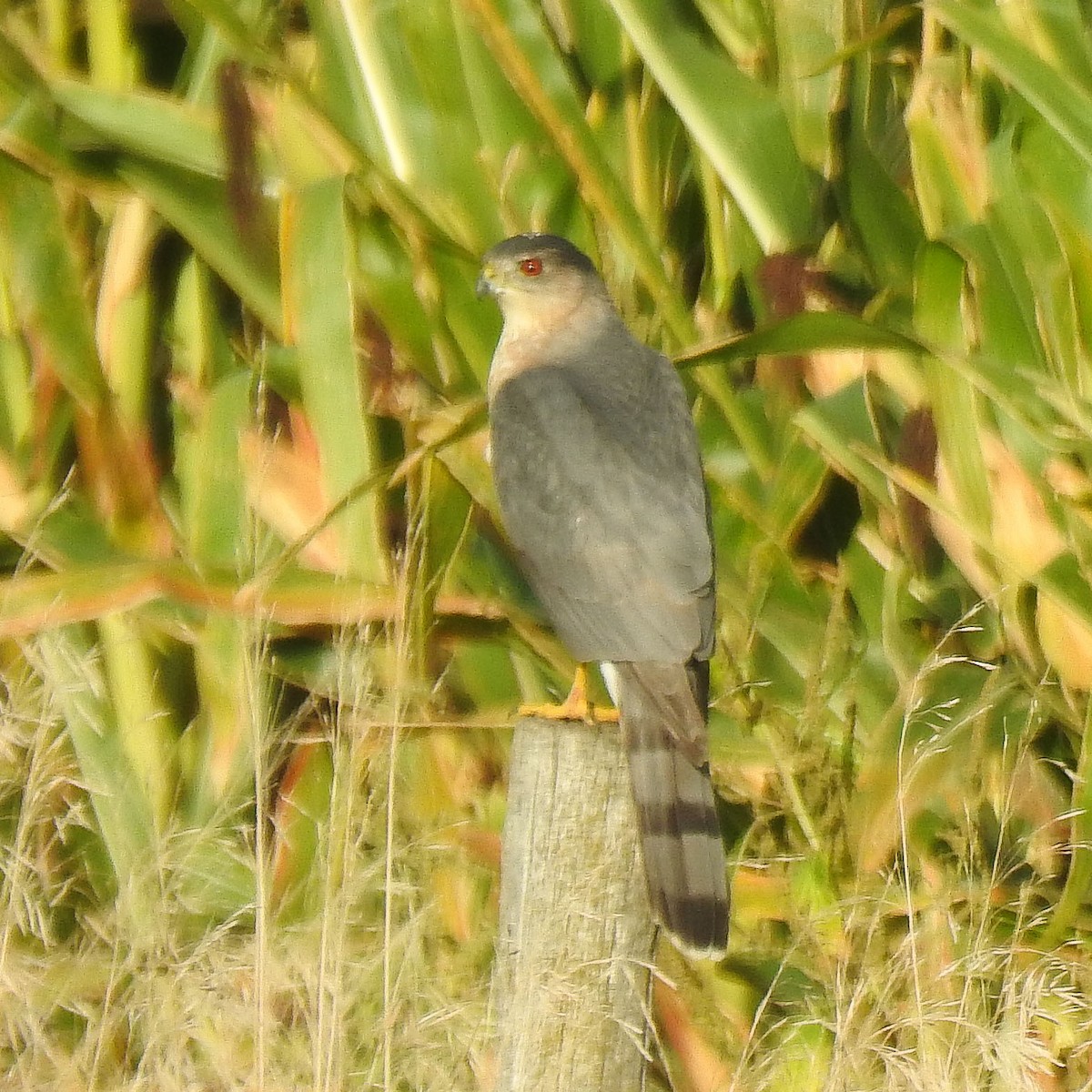 Cooper's Hawk - ML623796225