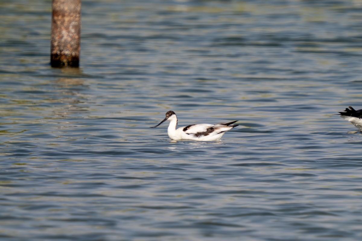 Pied Avocet - ML623796230