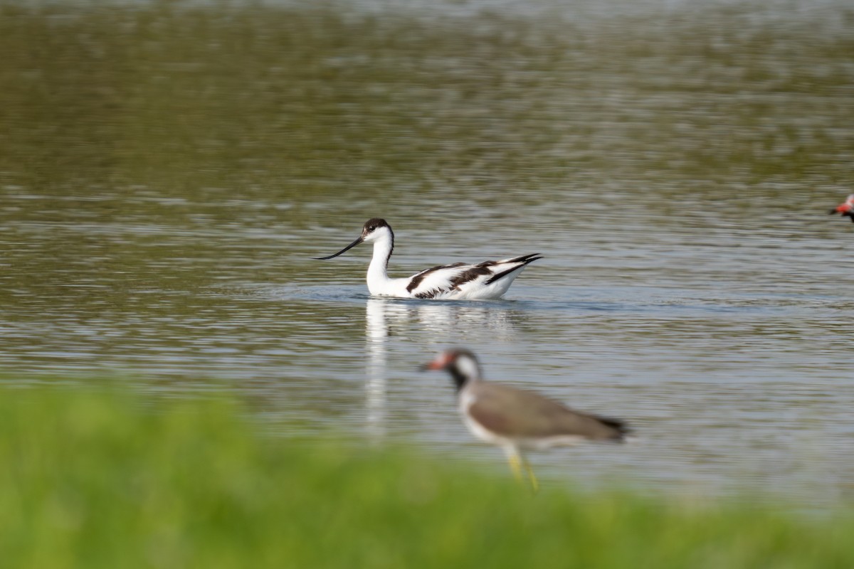 Pied Avocet - ML623796231