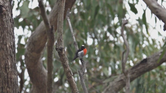 Scarlet Robin - ML623796232