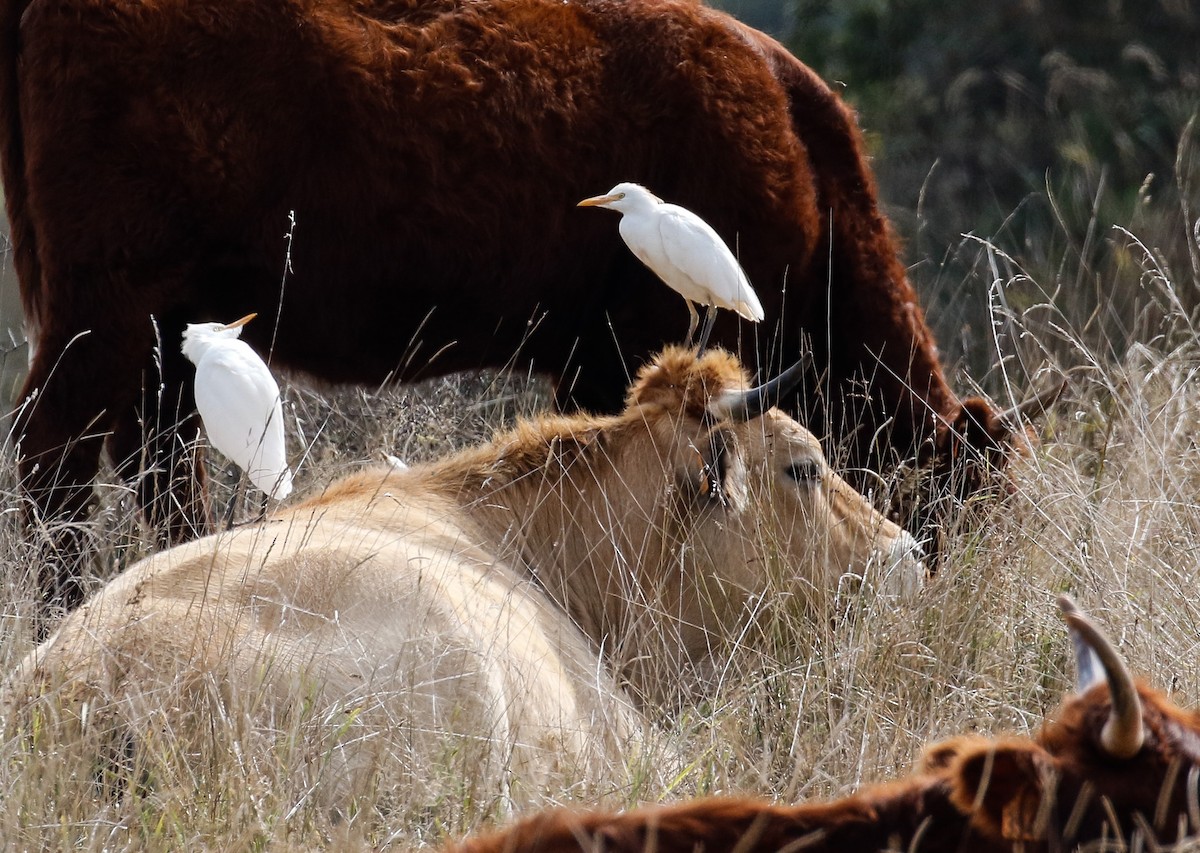 Western Cattle Egret - Michael Hoare