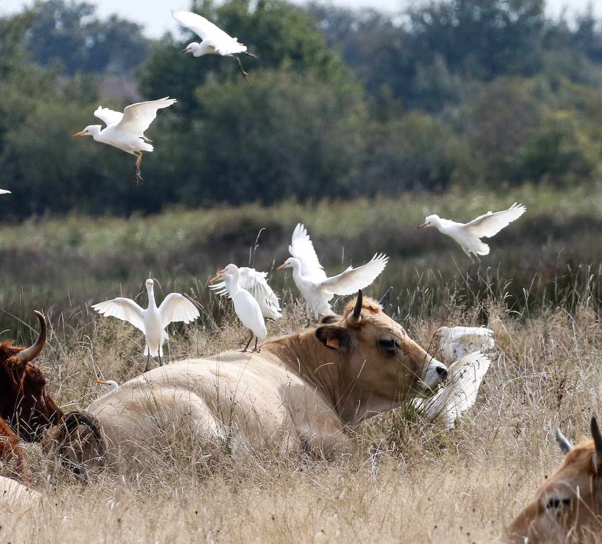 Western Cattle Egret - Michael Hoare