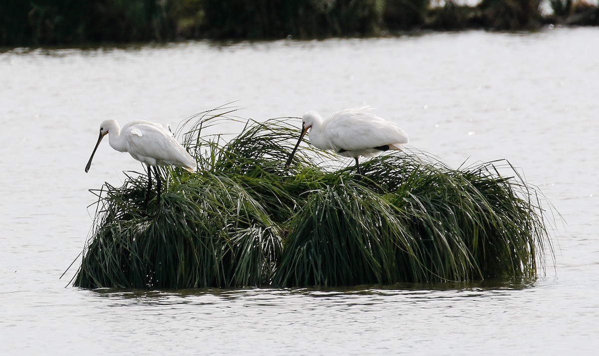 Eurasian Spoonbill - ML623796240